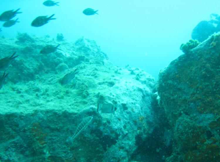 (Micro)mostri marini